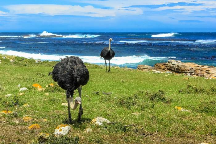 Ostritch, Cape of Good Hope shutterstock_502987261.jpg