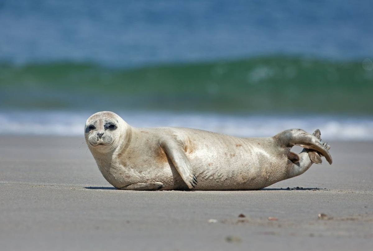 Common Seal shutterstock_1473807689.jpg