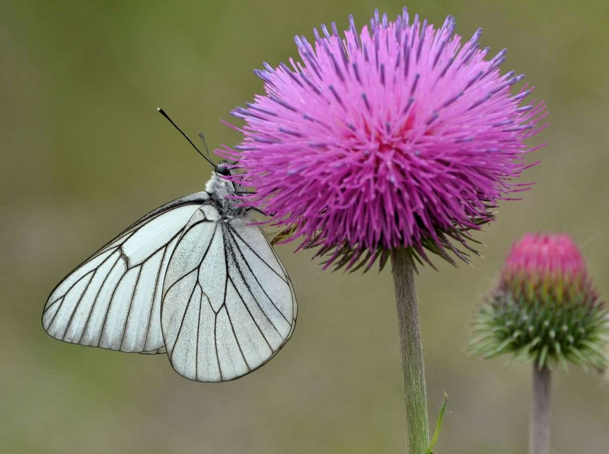 Black-veined White (Peter Law)