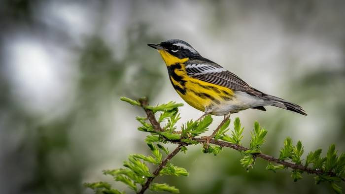 Magnolia Warbler, Ohio shutterstock_1554188162.jpg