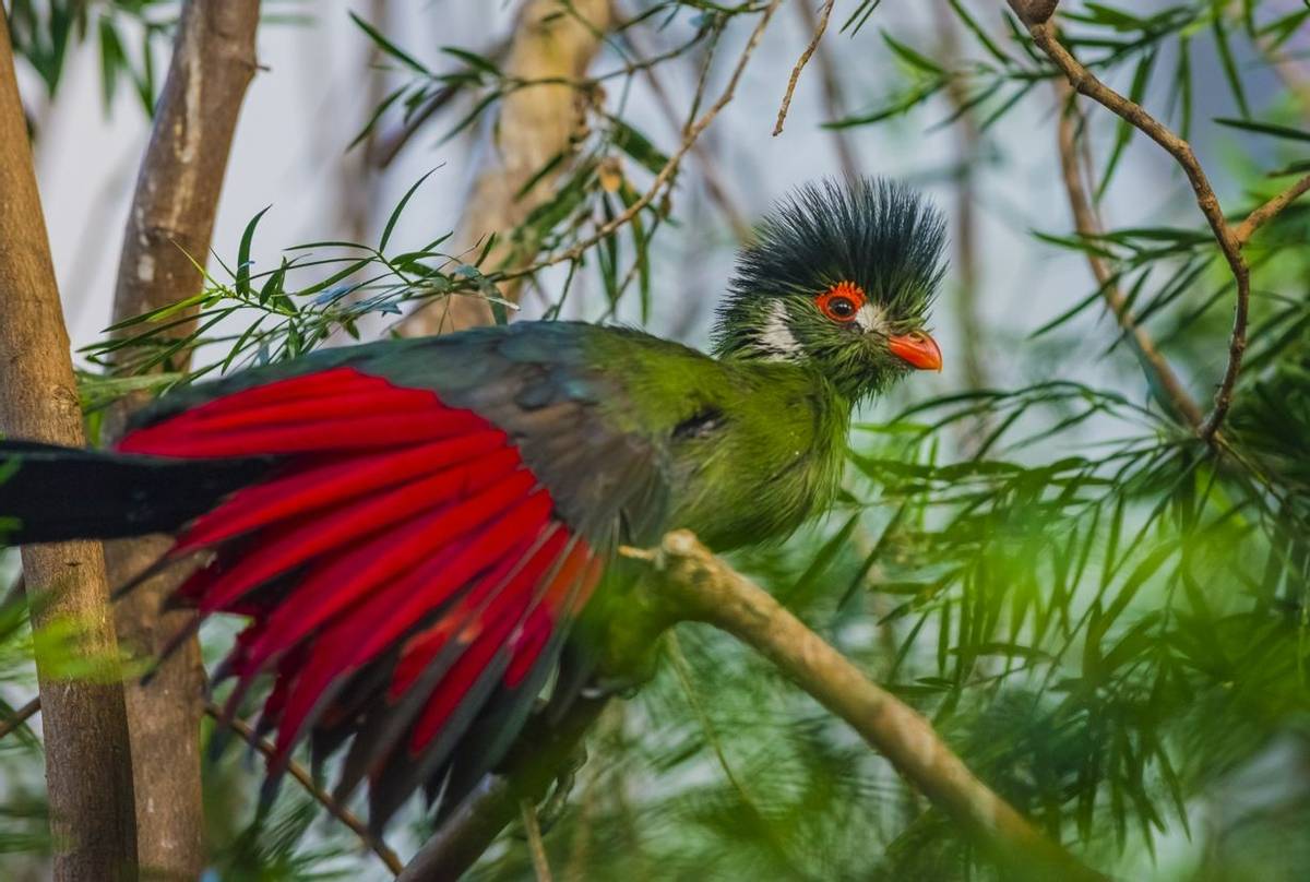 Green Turaco