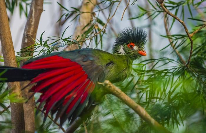 Green Turaco