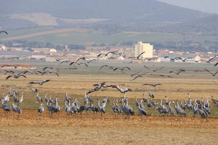 Cranes at Gallocanta (John Willsher)