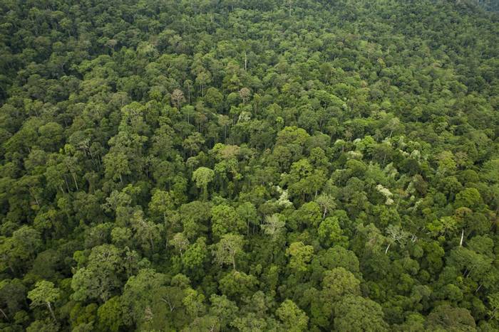 Borneo forest © C. Ryan