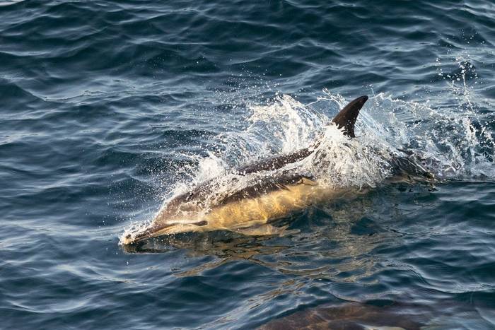 Comon Dolphin (Sara Frost).jpg
