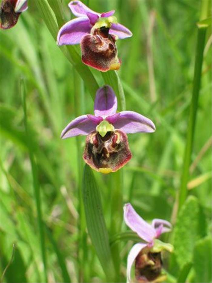 Ophrys fuciflora - Late Spider-orchid (Andy McGeeney)