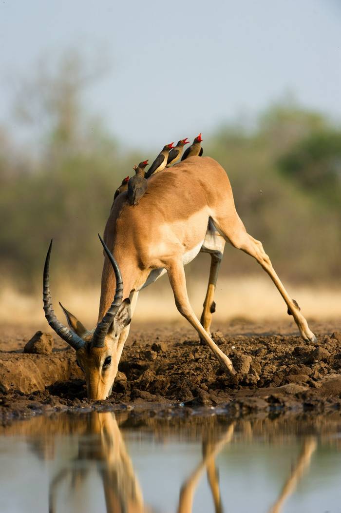 Impala with Red-billed Oxpeckers