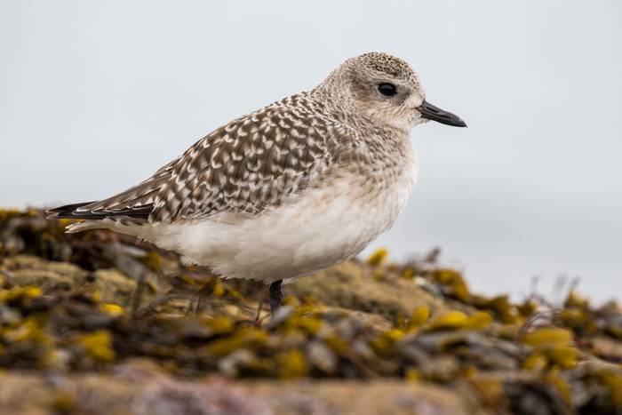 Grey Plover shutterstock_1458258341.jpg