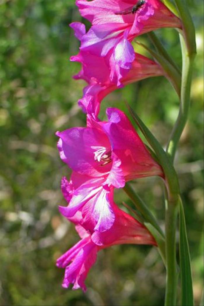 Field Gladiolus <i>Gladiolus italicus<i>
