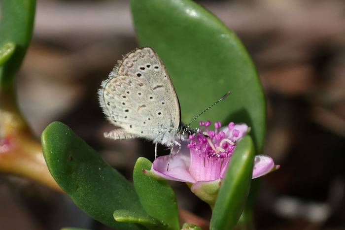 African Grass Blue © Dave Jackson, November 2025 tour