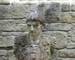Northumberland_Vindolanda_Roman_Statue_AdobeStock_443499743.jpeg