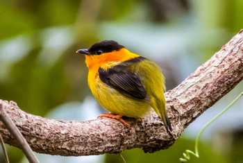 Orange-collared Manakin.jpg