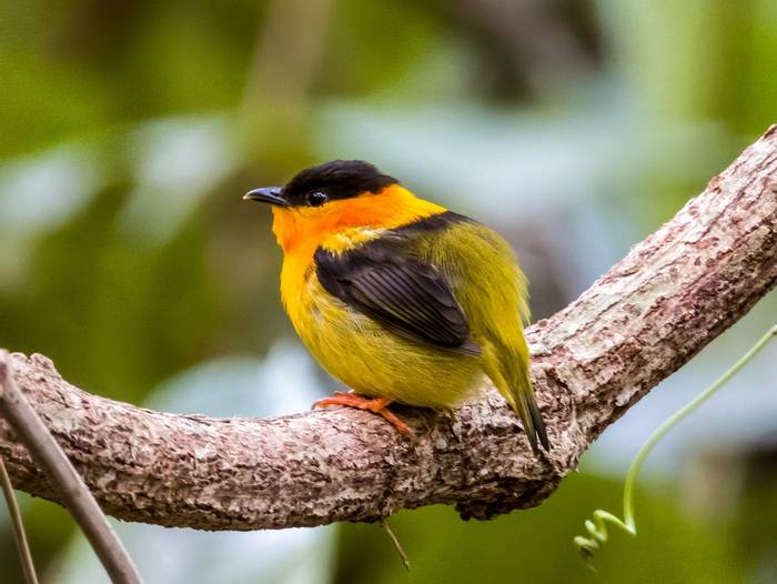 Orange-collared Manakin.jpg