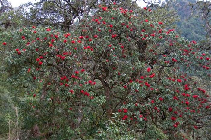 Rhododendron arboreum, Kathmandu Valley (Paul Stanbury)