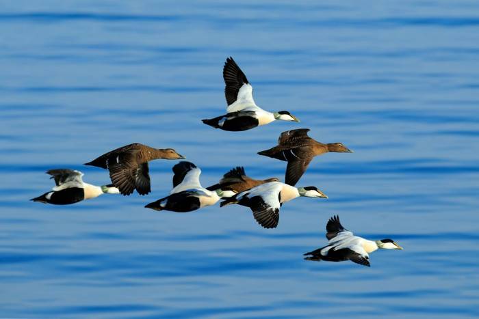 Common Eider