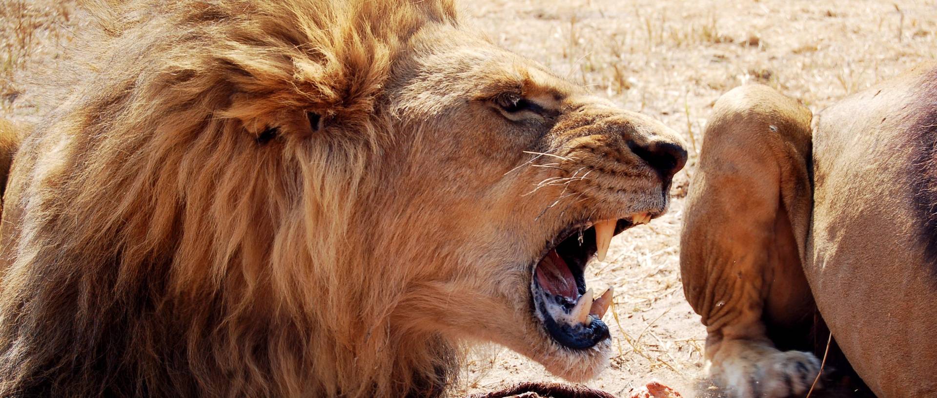 Male Lion Feeding