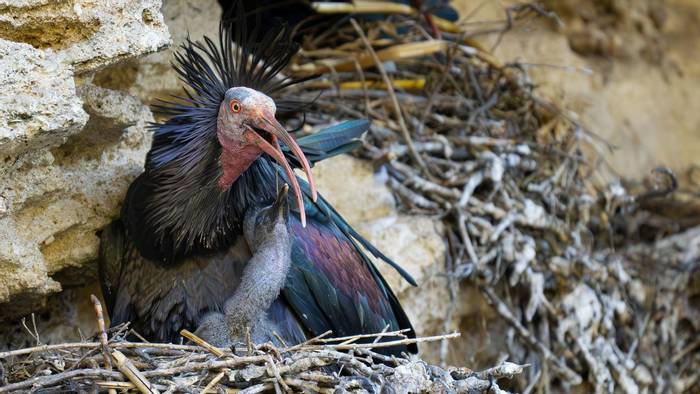 Northern Bald Ibis (Simon Tonkin).jpg