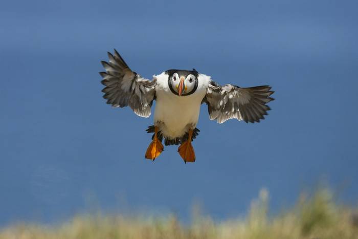 Puffin (Oliver Smart)