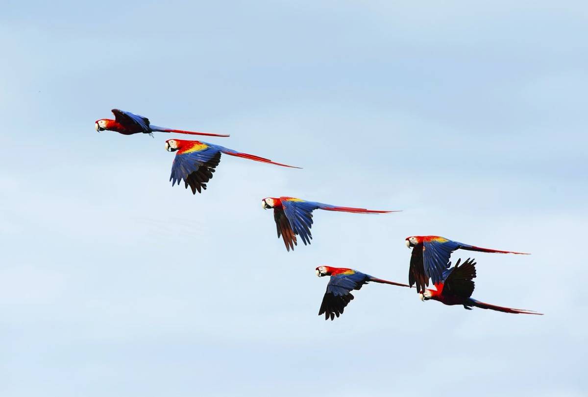 Scarlet Macaws, Costa Rica Shutterstock 223330387