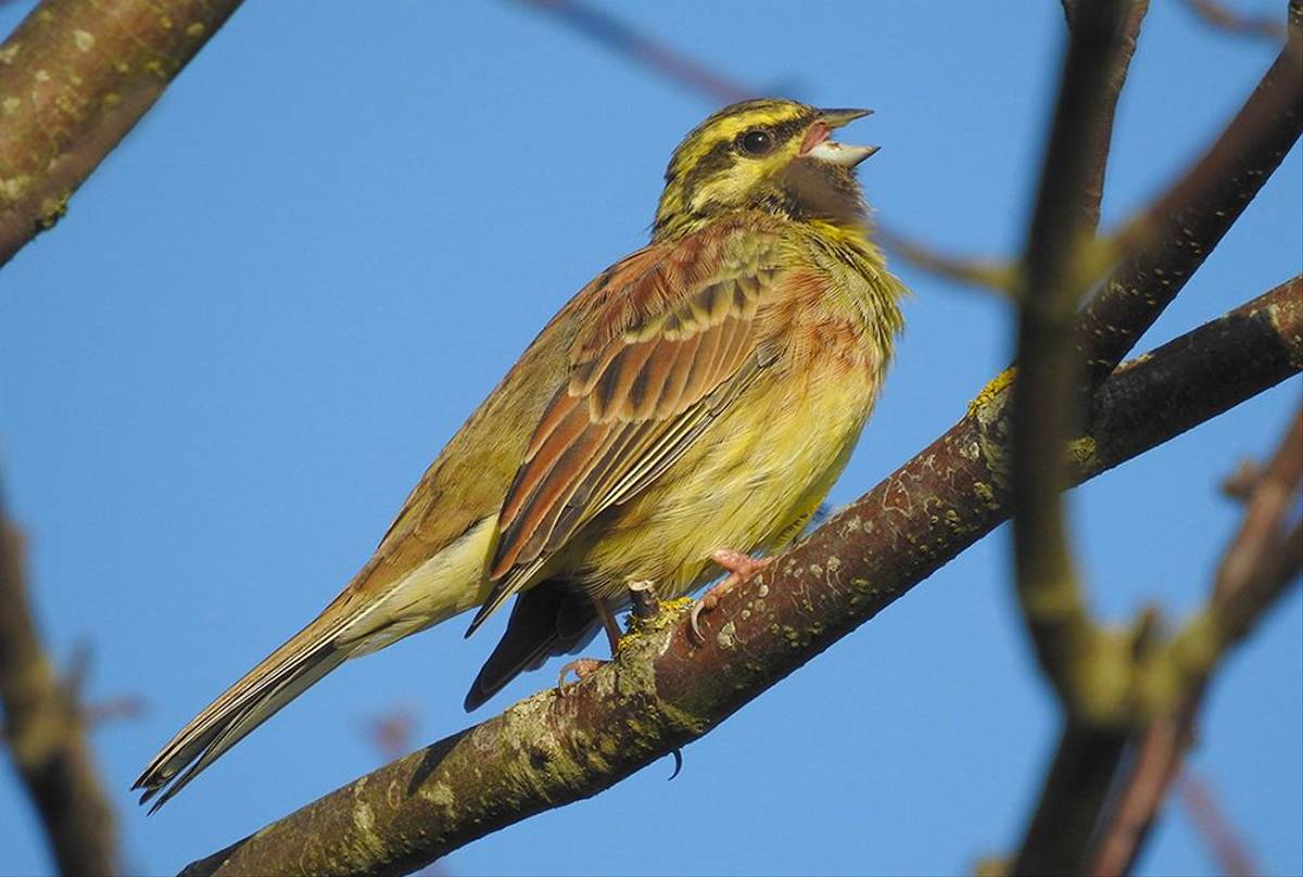 Cirl Bunting (Mike Langman).jpg