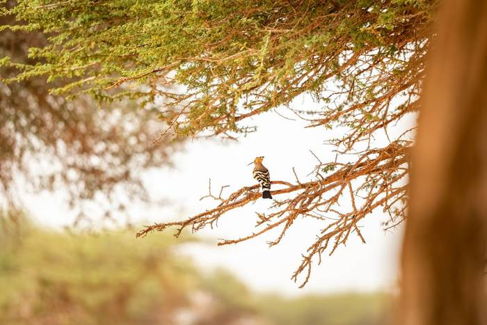 Hoopoe © Adam Court, March 2026 tour