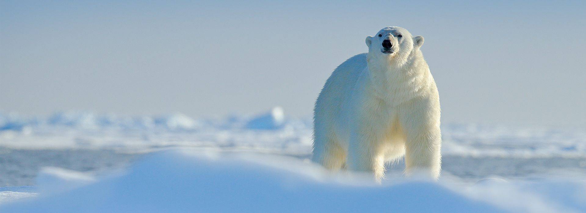 Polar Tourism: An Environmental Perspective (Aspects of Tourism)