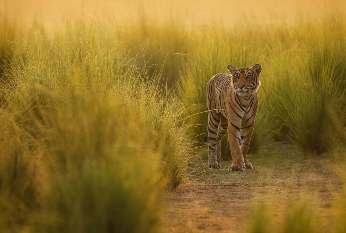 Tiger Shutterstock 585645128