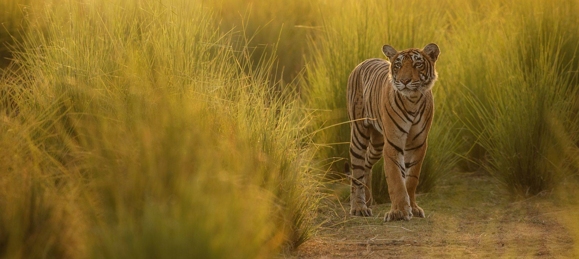 Tiger Shutterstock 585645128