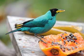 Green Honeycreeper 2, Asa Wright Centre, Trinidad © John Moseley