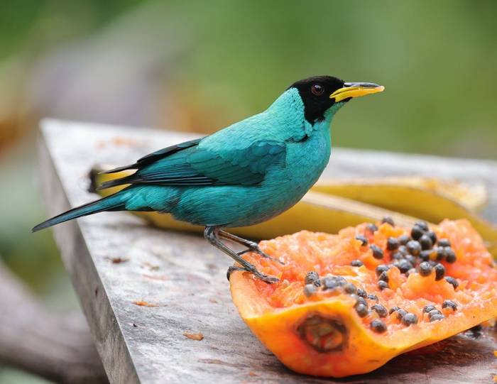 Green Honeycreeper 2, Asa Wright Centre, Trinidad © John Moseley