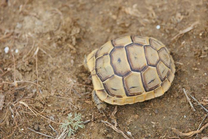 Spur-thighed Tortoise (Testudo graeca) © Giorgi Natsvlishvili, May 2024
