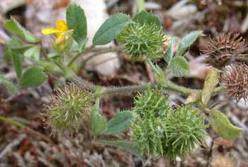 Bur Medick web.JPG