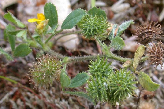 Bur Medick web.JPG