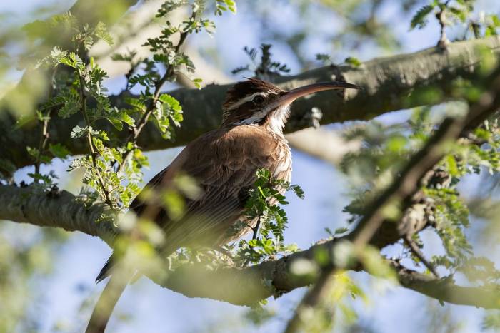 Scimitar-billed Woodcreeper © James Warren, May 2026.jpg