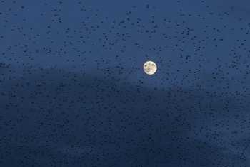 Common Starling (Oliver Smart)