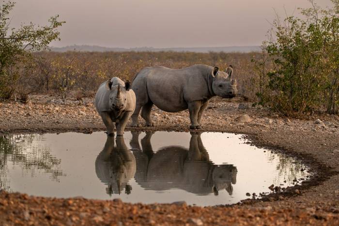 Black Rhinoceros © Stefan Redecker │ Ongava Lodge