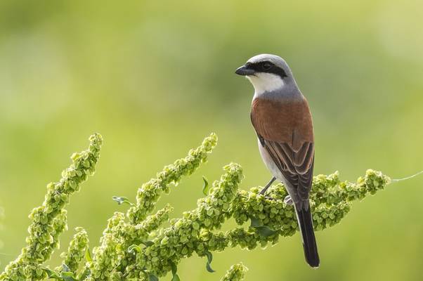 Red-backed Shrike shutterstock_1083371183.jpg