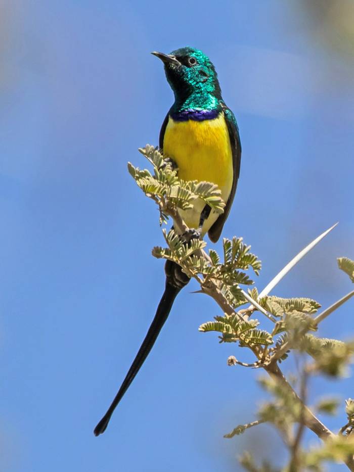 Nile Valley Sunbird, Ethiopia
