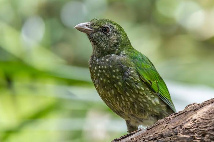 Green Catbird
