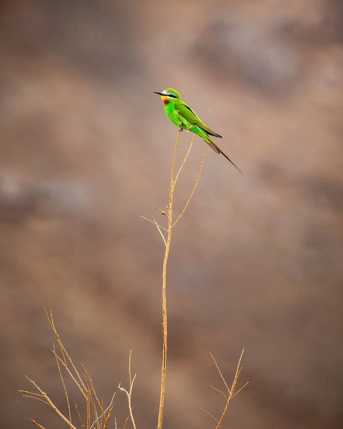 Blue Cheeked Bee-eater © Adam Court, March 2026 tour