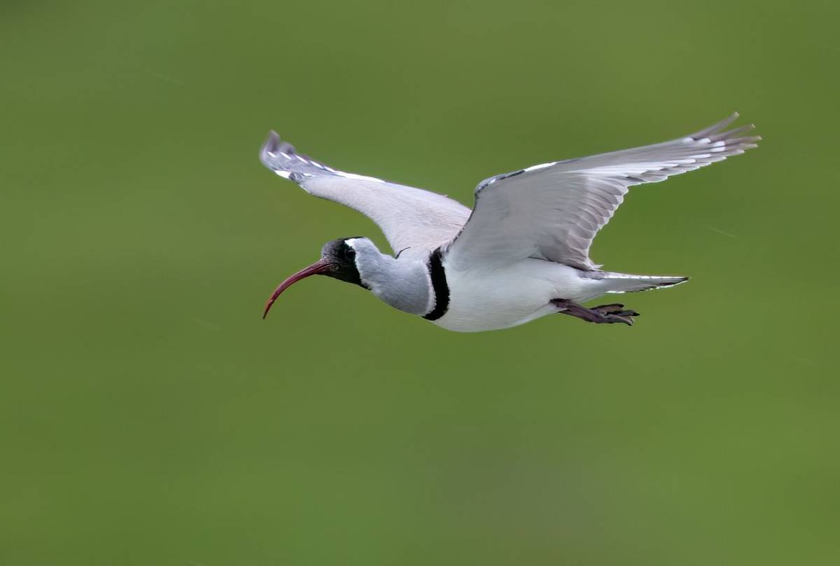 Ibisbill © Chris Griffin, May 2025