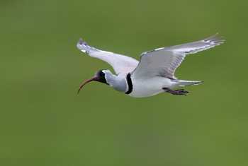 Ibisbill © Chris Griffin, May 2025