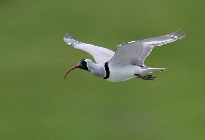 Ibisbill © Chris Griffin, May 2025