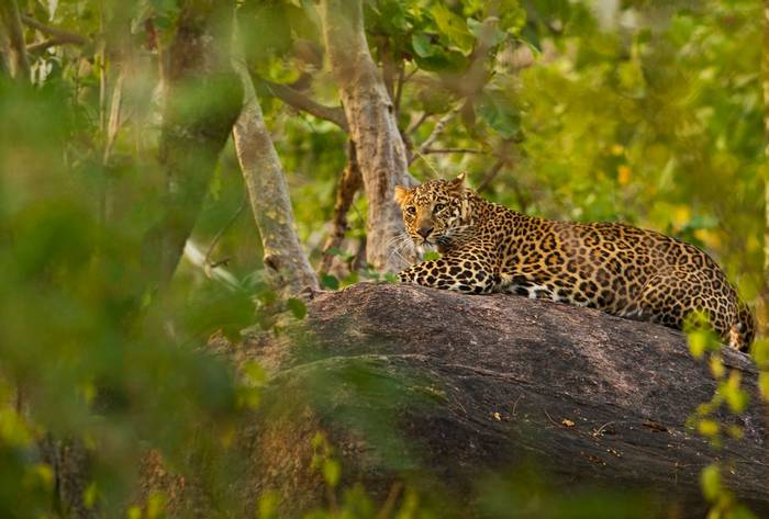 Leopard, Pench, India