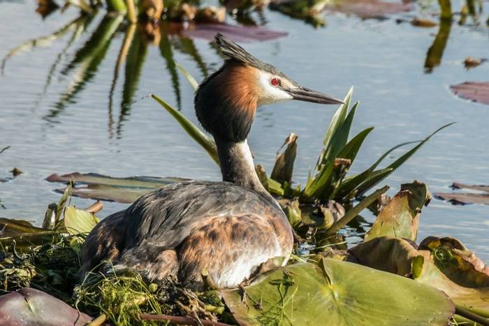 Greater Crested Grebe (Judith Rolfe)