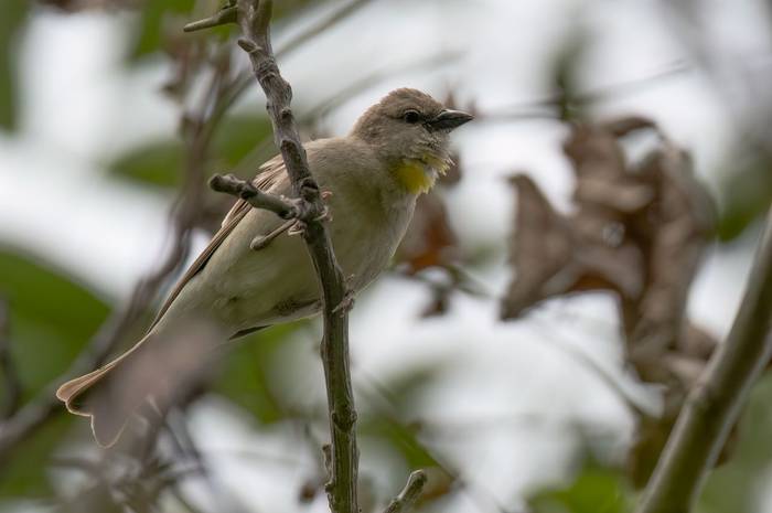 Yellow-throated Sparrow © Chris Griffin, May 2025.jpg