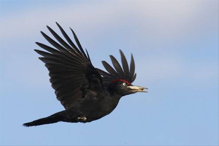 Black Woodpecker (Jari Peltomaki)
