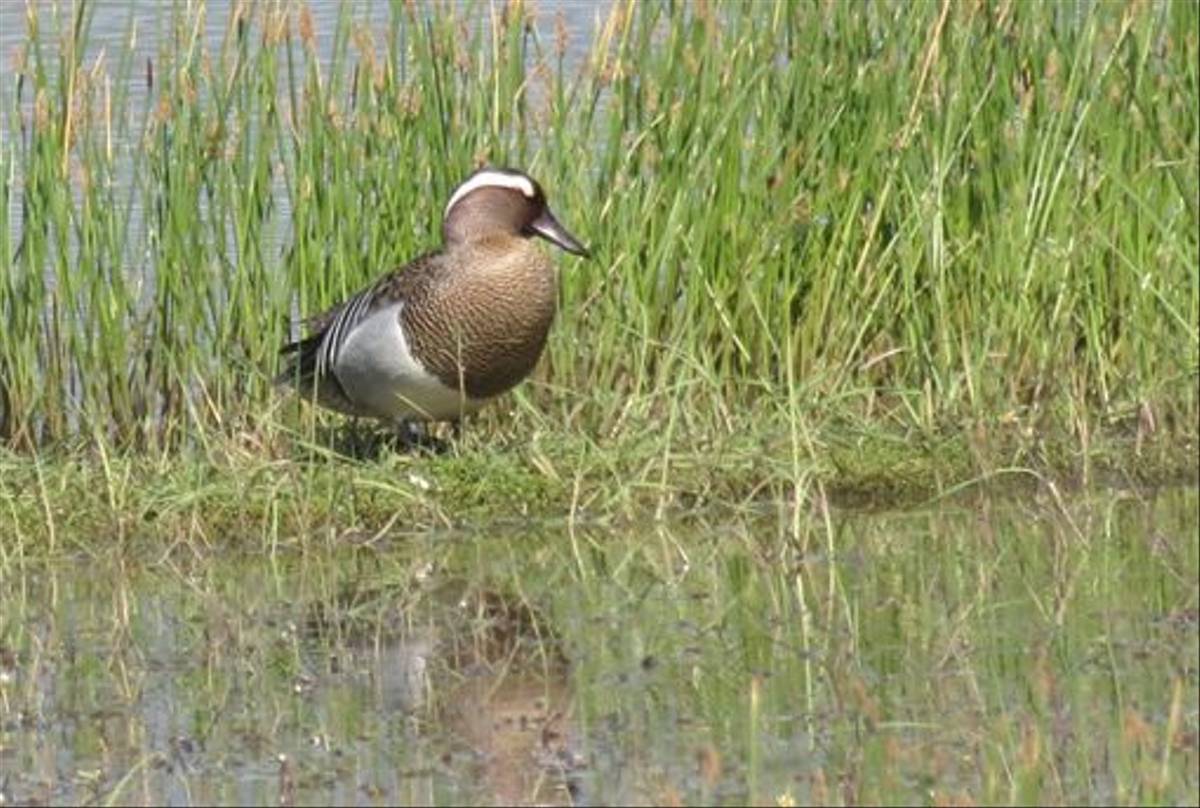 Garganey (Colin Wibberley)