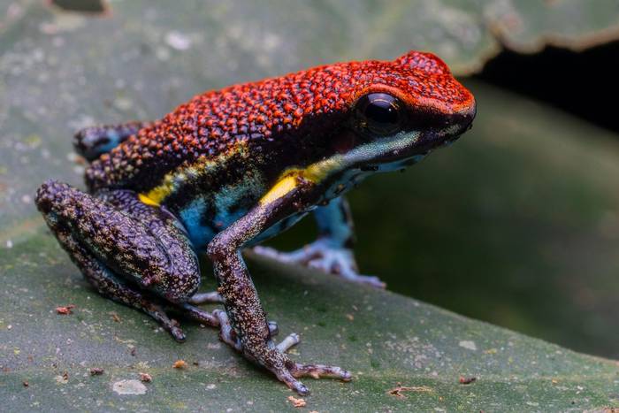 Ecuador Poison Frog (Ameerega bilinguis) © Jaime Culebras, February 2024 Naturetrek tour