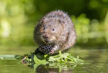 European Water Vole, UK shutterstock_153154658.jpg